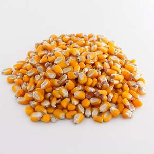 Fabrication en gros de grains en vrac maïs jaune OGM séché à vendre meilleure vente de bonne qualité - Product Image 3