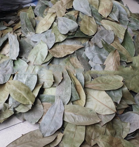 Hojas secas de Graviola Premium de Vietnam, ideales para infusión aromática y uso en la producción de té - Product Image 3