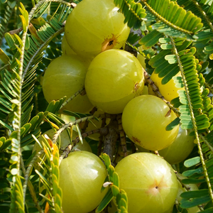 Polvo de extracto de semilla de Triphala de alta calidad, enfoque holístico para una digestión y un metabolismo equilibrados - Product Image 3