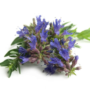 HYSSOP Hydrosol organique Prix de gros Le plus grand fabricant indien Jasmin Bois de santal Géranium Pamplemousse Bergamote Arbre à thé - Product Image 2