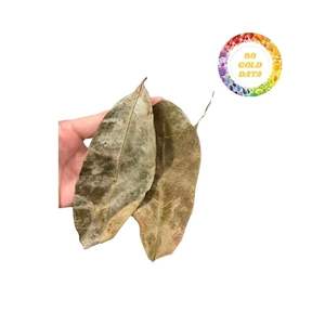 Feuilles de graviola séchées rentables et fiables pour l'exportation avec des prix spéciaux sur les achats en volume - Product Image 3