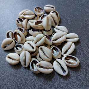 Conchas de cauri africanas de corte central genuino Cypraea Annulus, mixto | Conchas de cauri, conchas marinas naturales, adivinación - Product Image 6