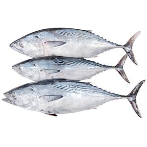 ปลาทูน่าทั้งตัวเกรดพรีเมี่ยมขายปลาทูน่าครีบดำสดแช่แข็งสำหรับขายในตลาด - Product Image 4