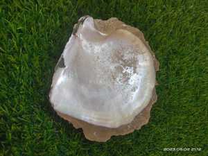 Conchas de Nácar Natural Hechas a Medida en Tamaño de 2.5-3.5 Pulgadas, Ideales para Tiendas de Suministros de Conchas Marinas, Ideales para la Reventa - Product Image 4