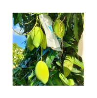 Hete Verkoop Premium Keo Verse Mango