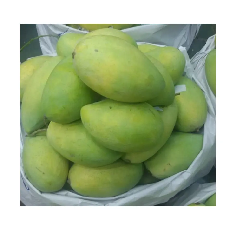 Fresh Mango From Vietnam Best Quality And Competitive Price Supplied To All Countries From 99 Gold Data in Vietnam