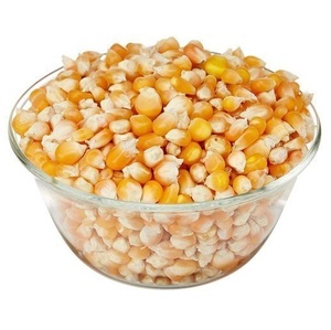 Maíz OGM o NO OGM / Maíz / Maíz Amarillo y Maíz Blanco para Alimentación Humana y Animal - Product Image 2