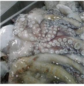 Pulpo Congelado a Precio Competitivo / Pulpo Congelado de Tailandia - Product Image 1