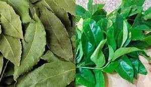 CLEAN LABEL CLAUSENA INDICA HOJAS INGREDIENTE BOTÁNICO NATURAL PARA EL CUIDADO INMUNE TÉ DETOX APOYO Y EQUILIBRIO - Product Image 4