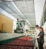 Grain de café entier torréfié du Vietnam 100% Arabica de haute qualité à prix compétitif emballage en sac 500gr 1kg 20kg