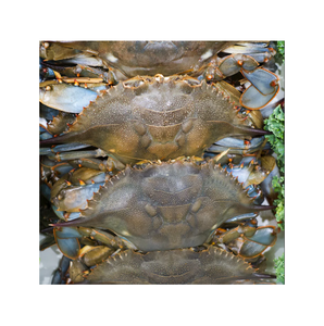 Venta caliente Live Mud Crabs Blue Frozen KOSHER Golden Crab Meat Shelf Origen Tipo Life Variedad Producto Lugar Modelo Cartón GMP