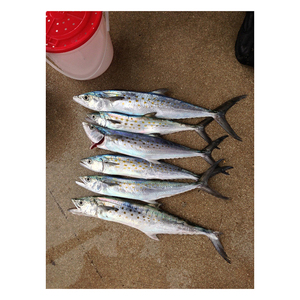 Camarones españoles de calidad a precio económico, disponibles para el cumplimiento constante de pedidos al por mayor - Product Image 5