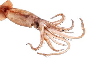 Loligo-calamar fresco de Loligo, calamar fresco de Loligo en Vietnam, para vacaciones - Product Image 2