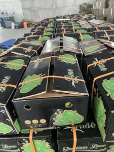 Lima fresca sin semillas de alta calidad para exportación | Lima verde sin semillas de Vietnam, envío global - Product Image 6