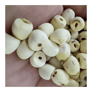 <b>Dried</b> Lotus Seeds natural lotus kernels prepared from <b>plant</b> material for snack mix production and culinary use from Vietnam - Product Image 5