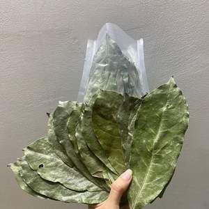 Hojas de Guanábana precio barato de VIETNAM - Product Image 4