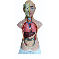 Modelo Anatómico de Torso Humano MAYALAB, Fibra de Vidrio de Grado Médico, PVC de Grado Médico, Diseño de Espalda Removible, 36 Pulgadas (85 cm), Ciencias Médicas
