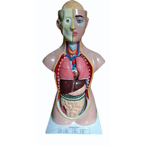Modèle de torse humain, mannequin anatomique médical pour la formation, modèle de squelette et d'organes pour les sciences médicales - Product Image 1