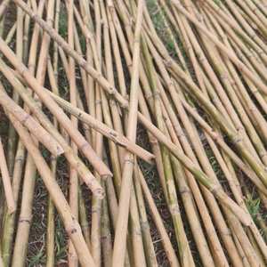 Natural <b>Bamboo</b> Canes for Climbing Flowers and Vegetables From Premium <b>Raw</b> <b>Materials</b> - Product Image 5