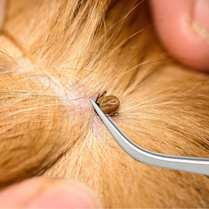 Pince à tiques professionnelle en acier inoxydable, double face, pour l'élimination des tiques chez les personnes, fabrication pakistanaise - Product Image 6