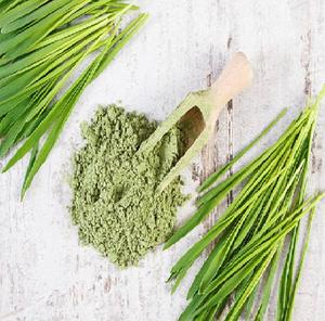 Poudre d'herbe d'orge indienne biologique Superfood récolté à l'état sauvage en poudre verte en vrac - Product Image 4