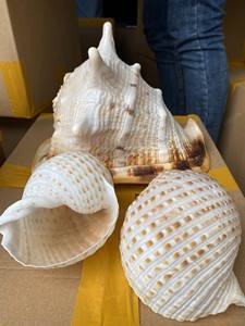 Meilleure vente Diverses couleurs Coquillages tigre blanc Coquillages cauri naturels Coquillages océaniques pour l'exportation à prix compétitif - Product Image 5