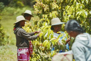 Aceite Esencial de Hoja de Canela MG SAKAY 100% Puro y Natural, Destilado al Vapor, Antibacteriano, Estimulante, Ingrediente para Cosmética y Aromaterapia - Product Image 5