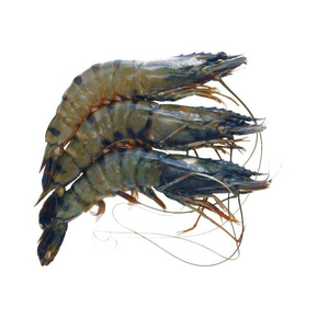 CABEZA CONGELADA DE ALTA CALIDAD EN SHELL EN CAMARÓN TIGRE NEGRO DE - Product Image 1