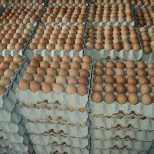 ไข่ไก่สดคุณภาพพรีเมียมจากฟาร์ม  อายุการเก็บรักษายาวนาน  รับผลิตแบรนด์ OEM สำหรับขายส่ง ขายปลีก และส่งออก - Product Image 2
