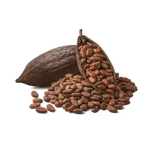 По оптовым ценам от поставщика оптового свежий запас сырые сушеные какао бобы