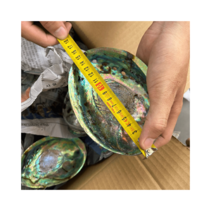 Colgante de decoración de pared DIY pulido aprox 12cm concha de abulón Natural conchas marinas - Product Image 1