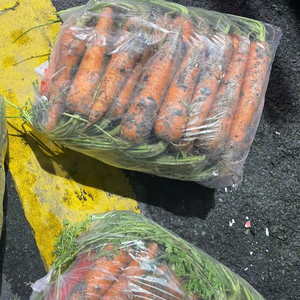 Zanahorias de alta calidad de Vietnam que cumplen con los estándares de exportación en productos agrícolas - Product Image 3