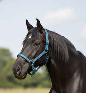 สายจูงหนังแท้แบบเชือกถัก งานฝีมือช่างช่าง |   อานม้าแบบอังกฤษเย็บด้วยด้ายปั๊มปา ทนทาน สำหรับกีฬาขี่ม้า |   โลโก้สีที่ปรับแต่งได้ | - Product Image 2