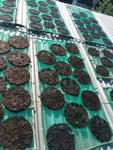 Vente en gros d'algues noires Nori déshydratées Caulerpa Lentillifera mousse de mer séchée Lotus bleu - Product Image 2