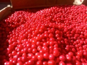 VANILLE HARVEST Granos de Pimienta Rosa de Madagascar (Baies Roses) Calidad Premium Cosecha Silvestre Cruda Envasado al Vacío AD 99% de Pureza Bayas 24 - Product Image 3