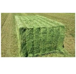 Foin d'alfalfa de qualité supérieure à vendre, approvisionnement en gros disponible, livraison rapide, prix compétitifs, idéal pour l'alimentation animale et le bétail - Product Image 2