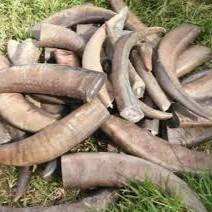 แตรควายและเขาเขาสัตว์ทำมือทันสมัยเป็นมิตรกับสิ่งแวดล้อมงานหัตถกรรมธรรมชาติ - Product Image 4