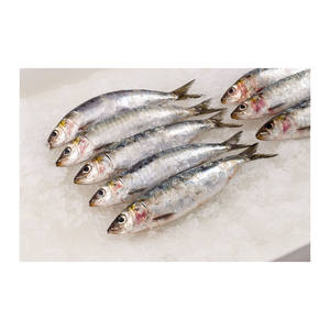 Sardinas frescas de alta calidad, suministradas en grandes cantidades para exportación y comercio minorista. - Product Image 6