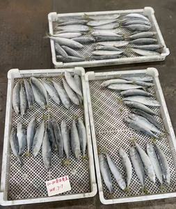 Ken041 Chất Lượng Cao Đông Lạnh Thái Bình Dương Cá Thu W/R Cá Biển Đông Lạnh - Product Image 4