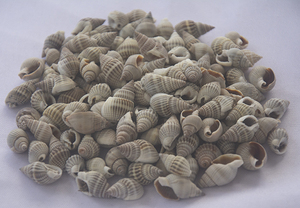 Petits types de coquillages et de coquillages Bijoux à motifs Style pyramidal naturel avec technique de mosaïque - Product Image 2