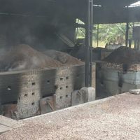 Charbon de bois de coque de palmiste de première qualité, fabriqué à la machine, avec 6500J de calories, pour barbecue (BBQ)