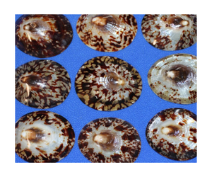 Conchas de Lapa marrón, lapas pulidas grandes, suministros de concha de mar de joyería, conchas marinas al por mayor a granel - Product Image 4