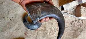 Cuerno de búfalo tallado de animales naturales vikingos indios, puntas sólidas, arte coleccionable disponible a granel en la India por Crafts Galore - Product Image 6