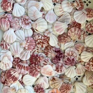 Fournisseur en gros de coquilles de coquillages naturelles et de coquilles de diamant en provenance du Vietnam pour la décoration et l'artisanat - Product Image 2