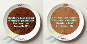 HGO Suministro directo de fábrica Puro Natural 45% Flavonoides Extracto de hoja de espino Crataegus Pinnatifida Extracto de planta de grado alimenticio - Product Image 2