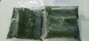 ใบมันสำปะหลังสับละเอียดมาตรฐานส่งออกเหมาะอย่างยิ่งสำหรับการทำมันสำปะหลังและซาก้าสูตร0084935825297 - Product Image 2