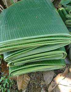 บรรจุภัณฑ์จากใบตอง/ผลิตภัณฑ์จากใบตองที่เป็นมิตรกับสิ่งแวดล้อม - ใบตองสดคุณภาพเยี่ยม - Product Image 6