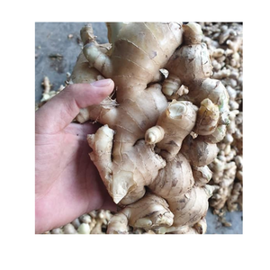 Zesty ขิงสดที่มีพื้นผิวด้านในเนื้อแน่นมีกลิ่นหอมและการกัดที่แข็งแกร่งเป็นที่นิยมสำหรับการทำอาหารและเครื่องดื่ม - Product Image 4