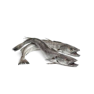 Merluza recién capturada lista para compradores globales y procesadores de alimentos - Product Image 6