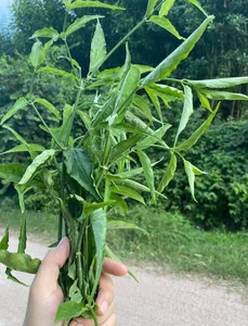 ใบคลินาแอนธัส นูแทนส์ แห้งธรรมชาติ 100% / หญ้างูซาบาห์ / ต้นงู สำหรับชาสมุนไพร - Product Image 2